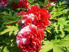 -莲花池公园