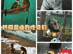 -西霞口神雕山野生动物世界