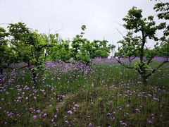 -柳鹭田园区