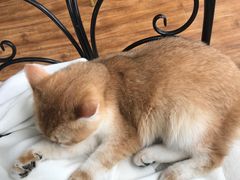 -这儿没有猫·猫咖萌宠馆·撸猫