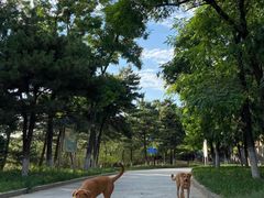 -云岗森林公园