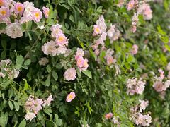 -香港狮子山下·明星粤菜餐厅(北苑店)