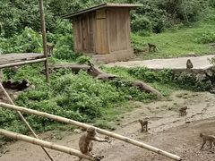 -西双版纳原始森林公园