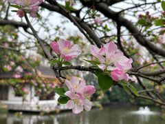 -莫愁湖公园
