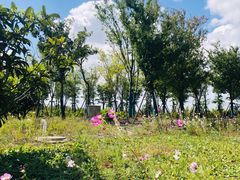 -春花秋色城市公园