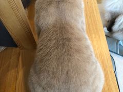 -Catmate·猫肥家润(金润铂宫店)