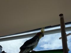 -花鸟鱼虫鲜花绿植市场(玉泉路店)