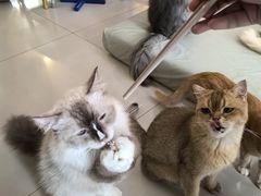 -平行世界·猫咖(首经贸店)