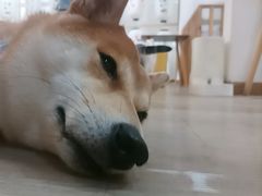 -柴迷FANS CLUB·柴犬狗咖·猫咖