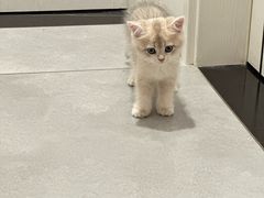 -瑞派动物医院·猫专科·至诚(江南中分院)