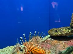 -上海海洋水族馆