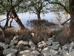 -宝安西湾红树林湿地公园