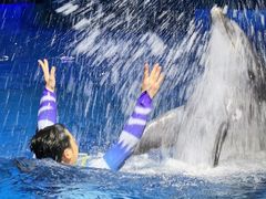 -海合安武汉极地海洋公园