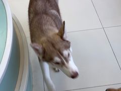 -怪兽屋·羊驼·猫咖·狗咖(俊华广场店)