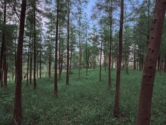 -玉树公园