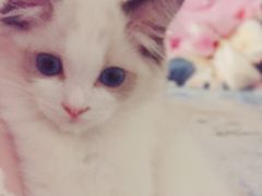 -Bastet sally猫舍购宠(静安店)
