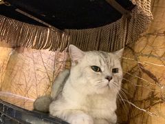 -more than meow吴止猫主题餐厅(承德 中船汇店)