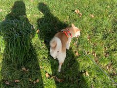 -泰州凤城河风景区-泰山公园