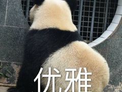 -棕榈泉国际高尔夫学院