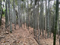 -上海佘山国家森林公园天马山园