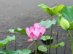 -莲花池公园