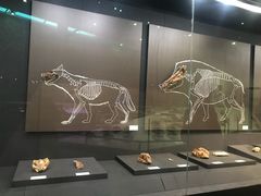 -北京周口店北京人遗址博物馆