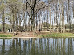 -上海共青森林公园