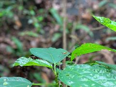 -武吉知马自然保护区