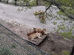 -大连森林动物园