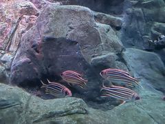 -上海海洋水族馆