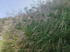 -贡湖湾湿地公园