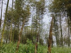 -良渚古城遗址公园