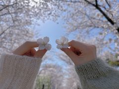 -顾村公园