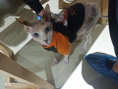 -藏猫猫咖啡主题馆(中央大道店)