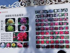 -洛阳郁金香牡丹园