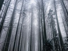 -武陵山森林公园