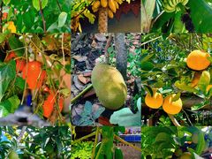 -西双版纳傣族园