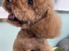 -宠福鑫康馨动物医院·骨科·眼科