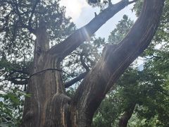 -北京上方山国家森林公园