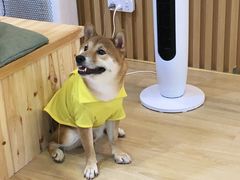 -柴源莊·柴小宠柴犬咖啡