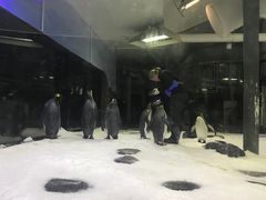 -悉尼海洋生物水族馆
