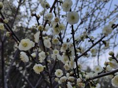 -香雪海
