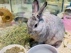 -momokira米努特·德文卷毛猫·棉花面纱犬