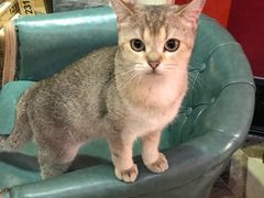 -猫色咖啡·猫咖