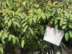 -西双版纳傣族园