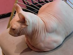 -藏猫猫咖啡主题馆(中央大道店)