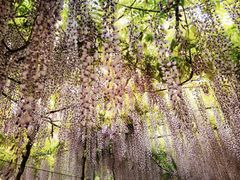 -广富林郊野公园