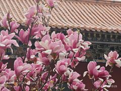 -皇罗禅寺
