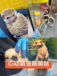 -神奇动物撸宠馆·羊驼·小浣熊·异宠(豫园店)