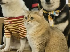 -柴迷FANS CLUB·柴犬狗咖·猫咖